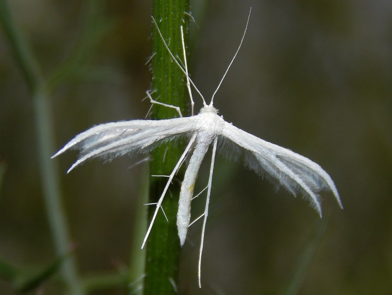 Pterophoridae 